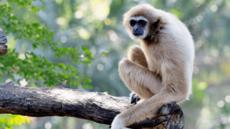 国际长臂猿日：让我们一起守护它! | 生物多样性百科全书