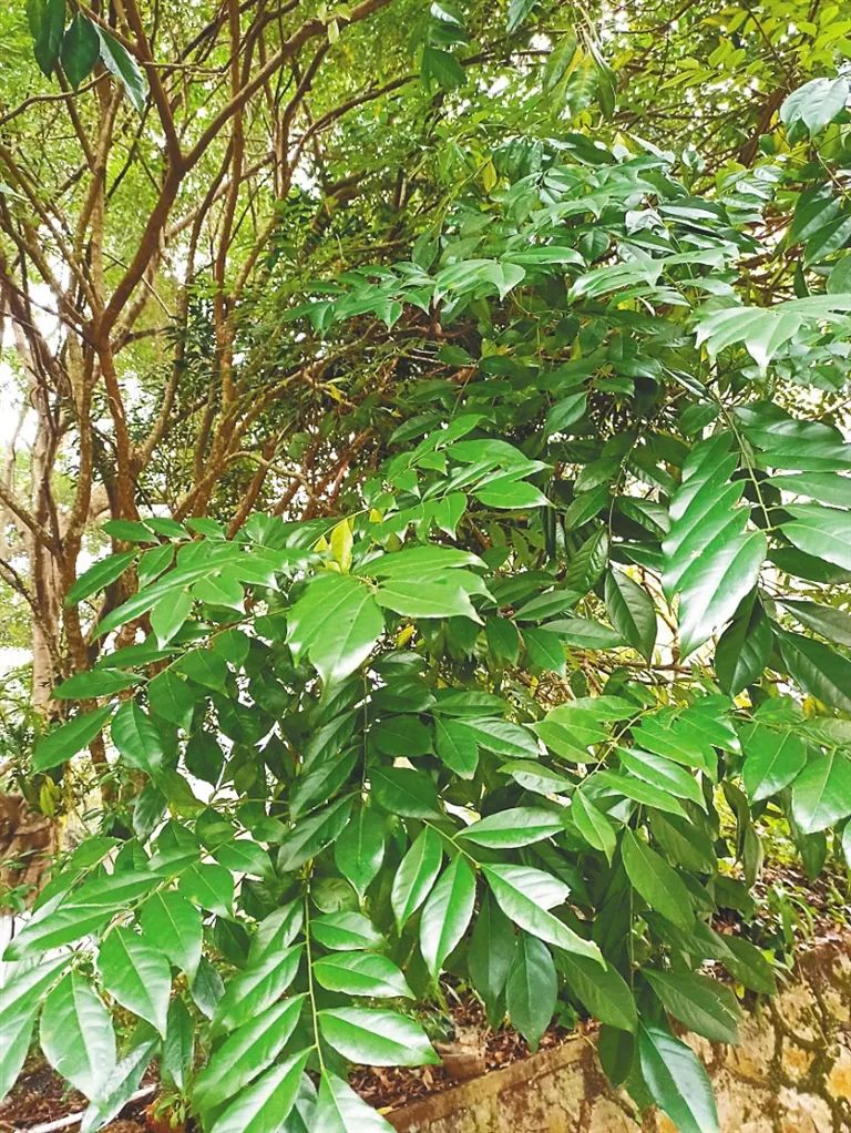 这些海南植物真的是假的