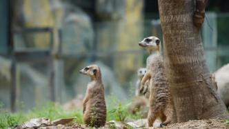 紅山動物園的小家伙們，大概率會說東北話