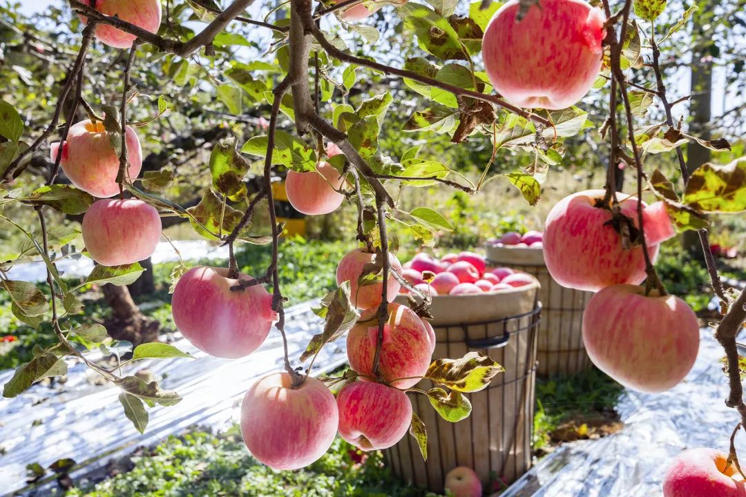 嘎拉,红将军,乔纳金四大品种其中,以红富士最负盛名也是烟台苹果的