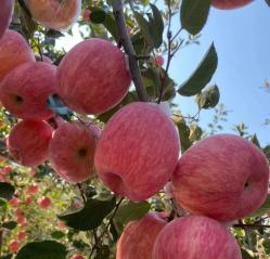 嘎拉而红富士苹果也分很多品种烟富三响富新2001烟富三,响富,新2001