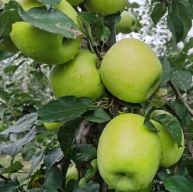 嘎拉而红富士苹果也分很多品种烟富三响富新2001烟富三,响富,新2001