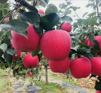 烟富三响富新2001烟富三,响富,新2001这些品种都属于红富士苹果"红