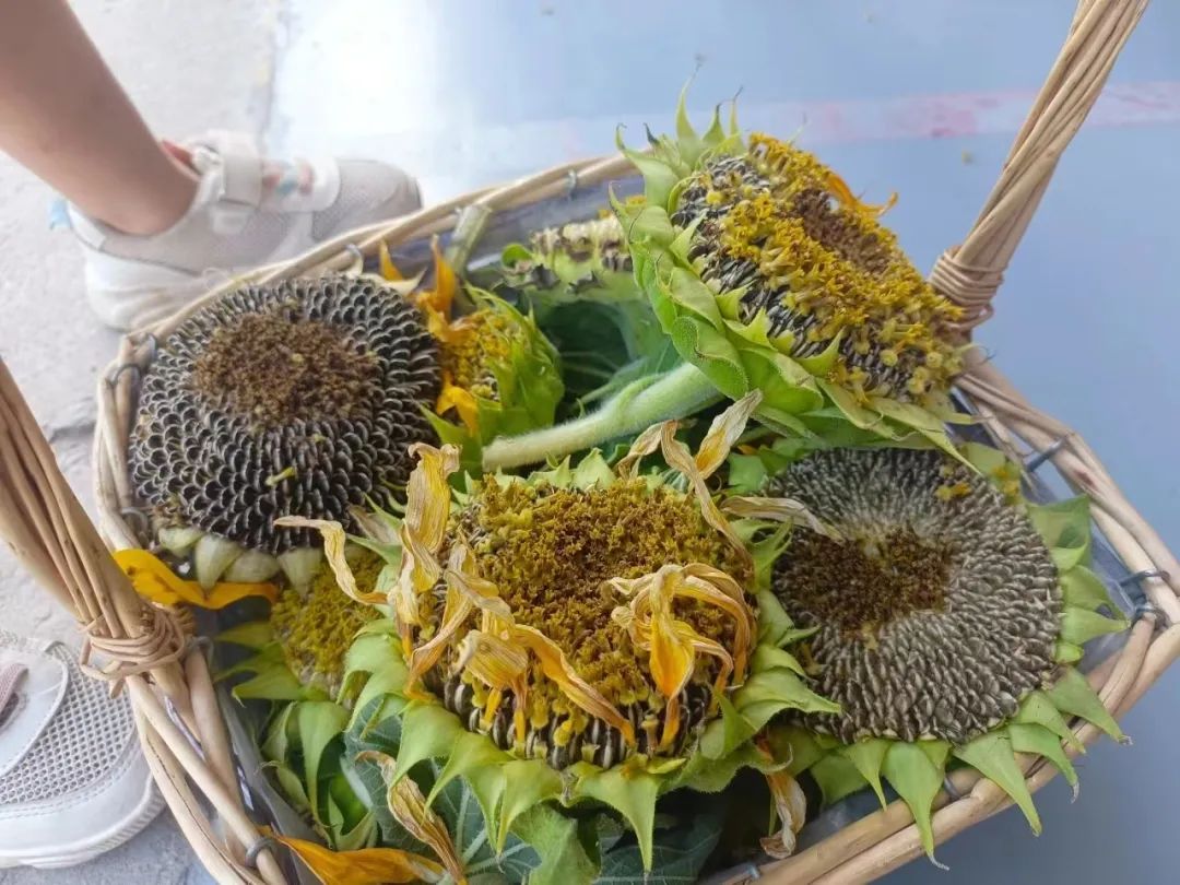 风吹稻浪的稻田拾秋推荐地:劳岭村,义远有机农场,莫干溪谷秋天的德清
