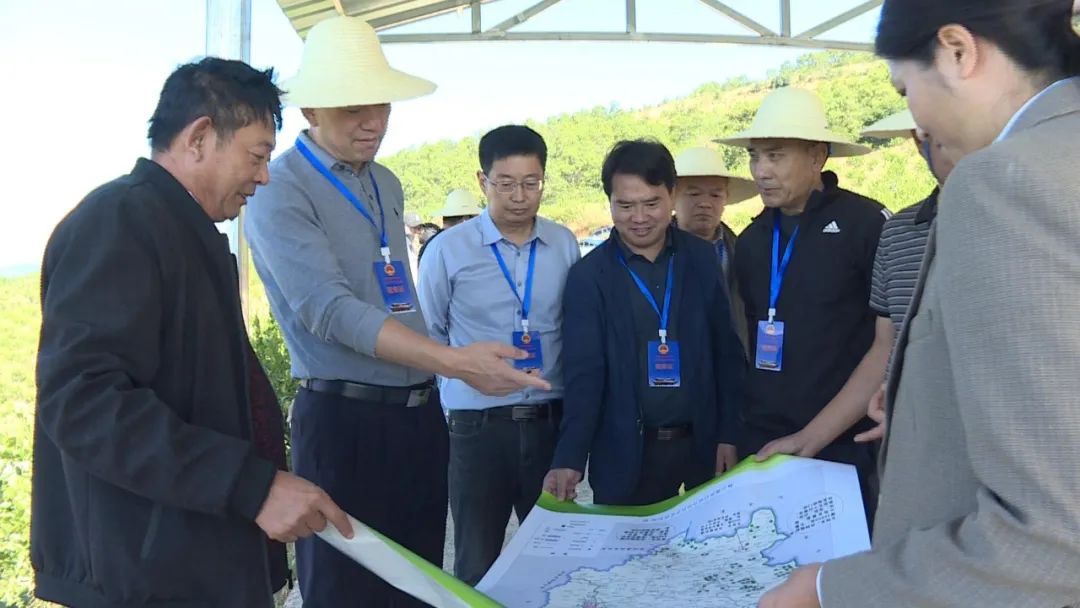 巍山县选举产生的州第十五届人大代表视察我县柠檬产业发展情况