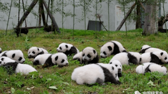 国际熊猫日：科学守护，保护国宝 | #生物多样性百科全书