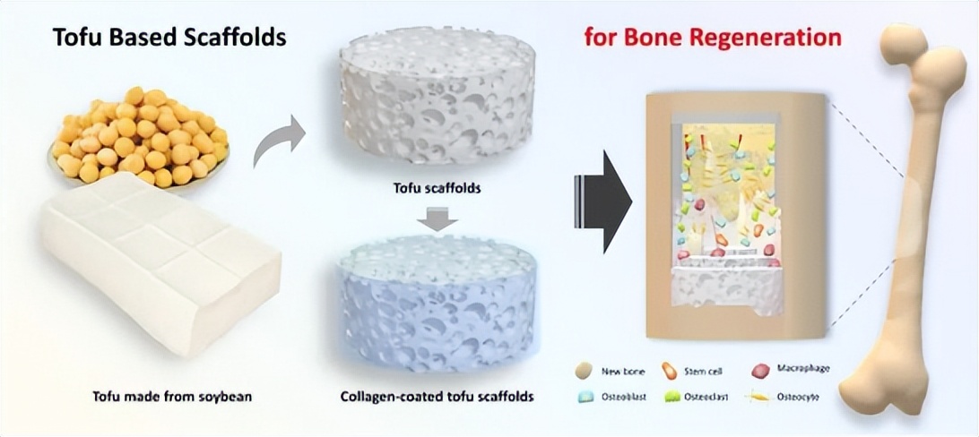 肾旁边是什么器管什么？猪的身体里还能长出“人的肾脏”？我国科学家做到了！_https://www.jmylbn.com_新闻资讯_第3张