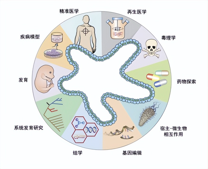 肾旁边是什么器管什么？猪的身体里还能长出“人的肾脏”？我国科学家做到了！_https://www.jmylbn.com_新闻资讯_第7张