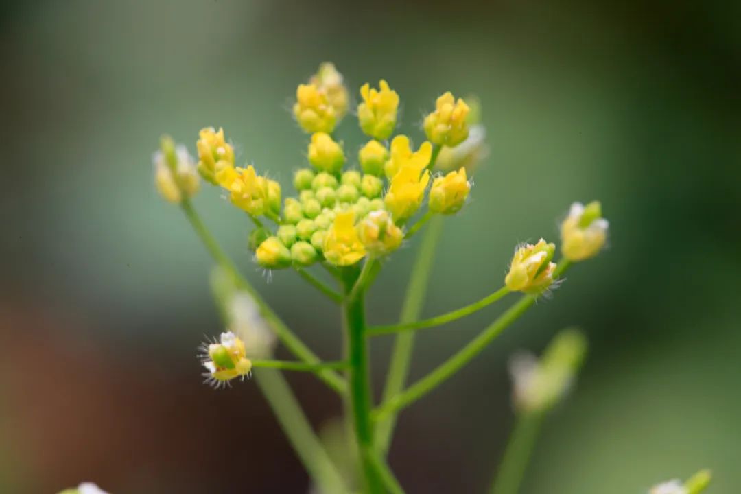 沼生蔊菜图片