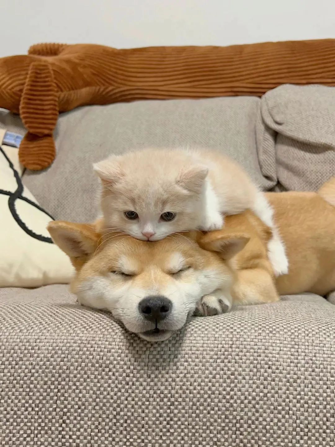 图源:小红书/柴苏菲和喵小糖一个人独处的时候@妮放弃一些无意义的