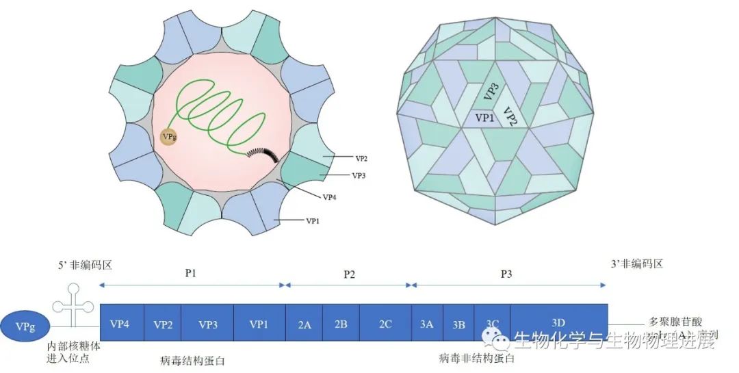 柯萨奇病毒b组图片