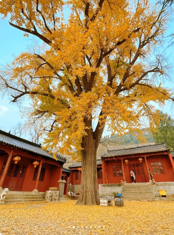 莱芜这里藏着童话般银杏美景,现在已是金黄一片!