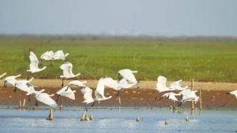 湖南益阳南县：南洞庭湖自然保护区迎来首批越冬候鸟