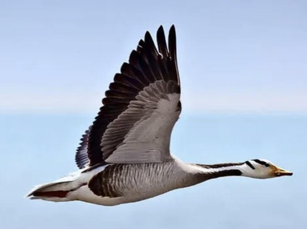 【飞花令】诗词中的"雁"『明月几时有』(180)