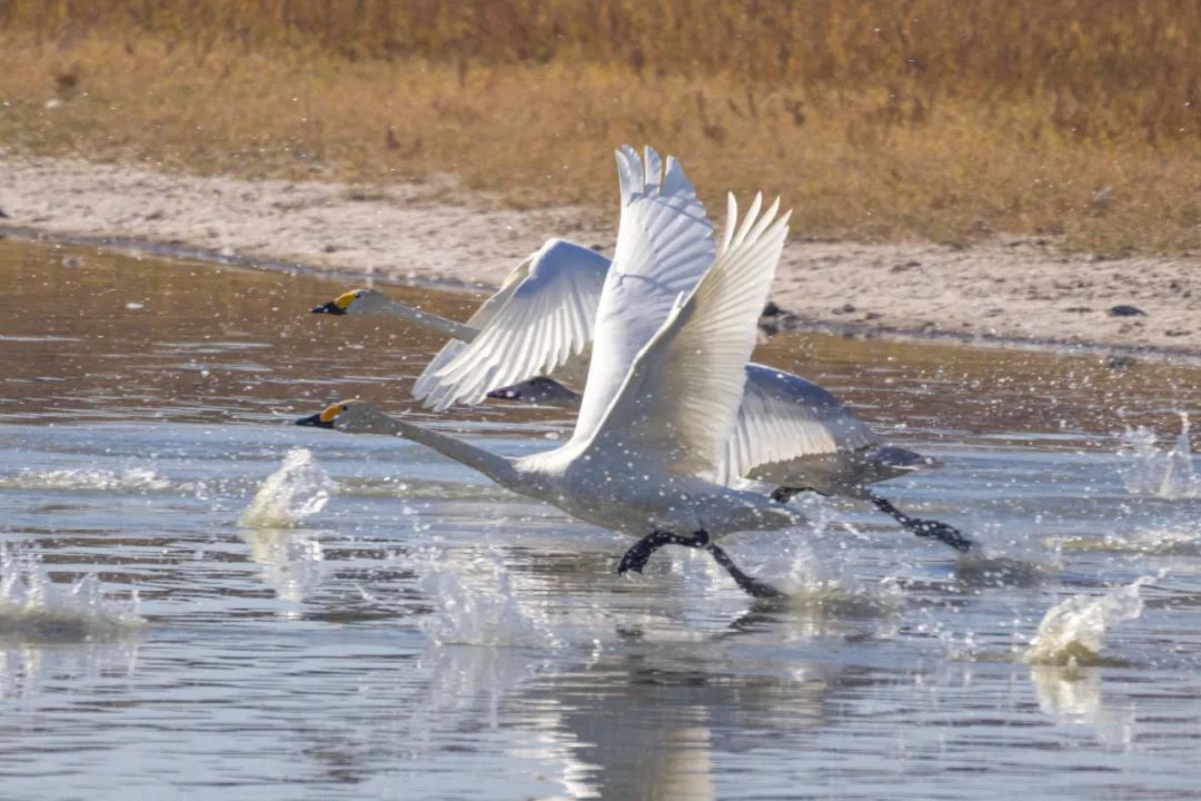 托克托县:首批越冬天鹅做客黄河湿地