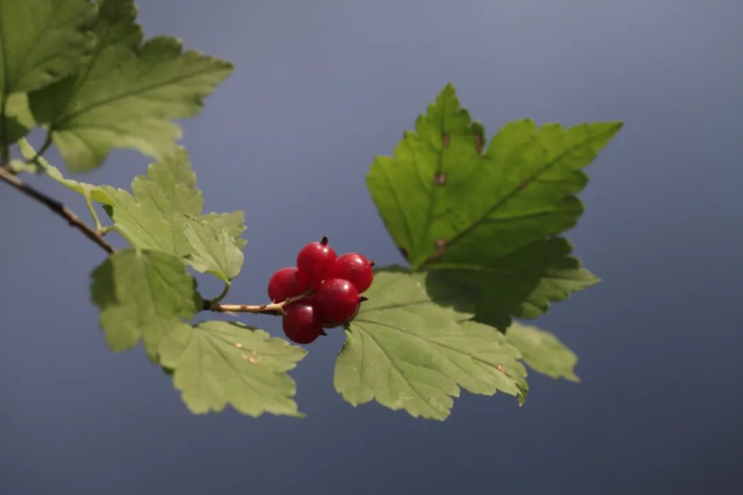 探秘!长白山植物千“种”风情~长白茶藨子