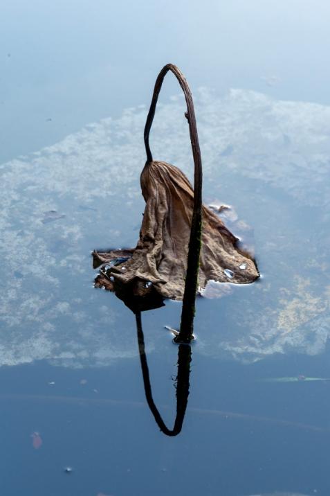 【分享】秋日赏一池残荷,感受不一样的美~_澎湃号·政务_澎湃新闻-the