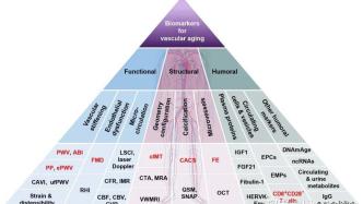 中国衰老标志物联合体发布血管衰老标志物专家共识（2023）