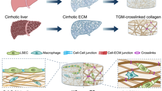 Life Med | 杜亞楠課題組報道肝硬化組織中谷氨酰胺轉移酶交聯的胞外基質提供促纖維化力學微環境
