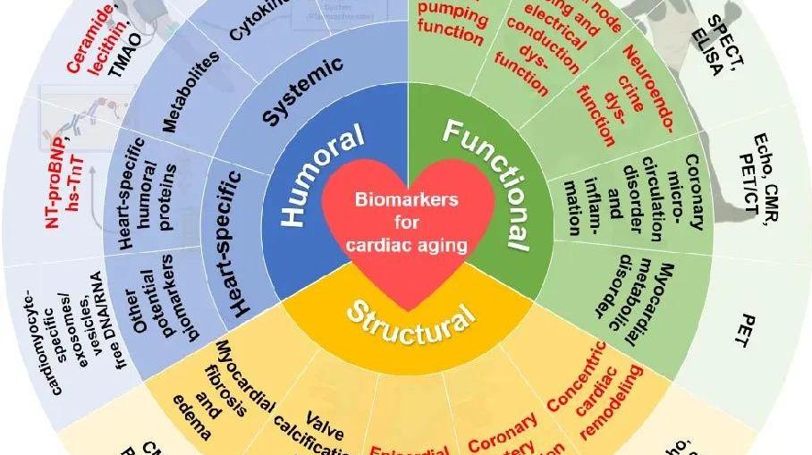 中國衰老標志物聯合體發布心臟衰老標志物專家共識（2023）