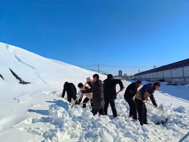 【主题教育】大沁他拉镇:党员突击队冒寒趟雪帮助群众清雪减灾