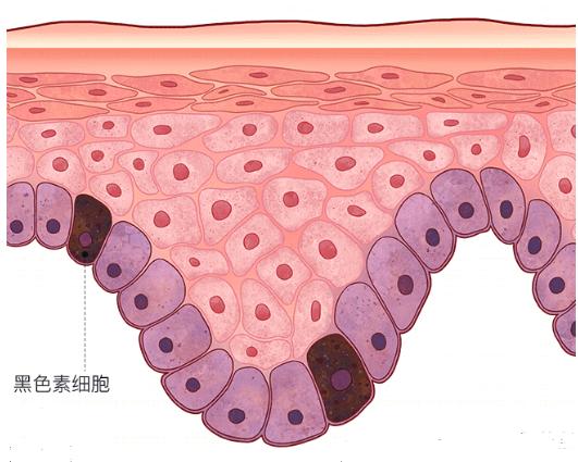 在我们的表皮底层,有一群黑色素细胞,它们不仅让皮肤有了颜色,还是