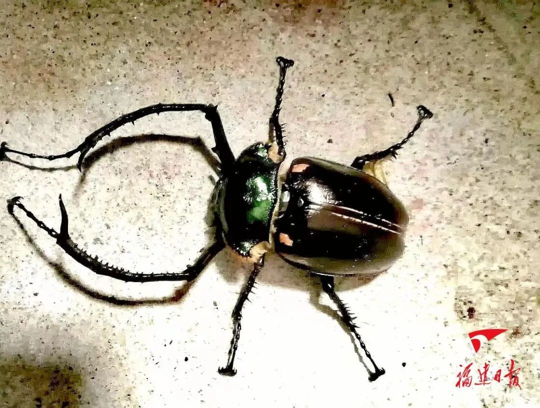 阳彩臂金龟 熊炳峰 摄原标题:《福建永安天宝岩保护区"上新"!》