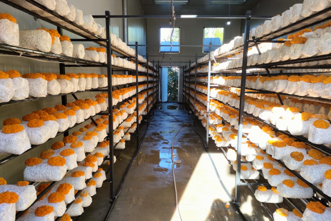 乡村振兴进行时科技加持催开金色致富花