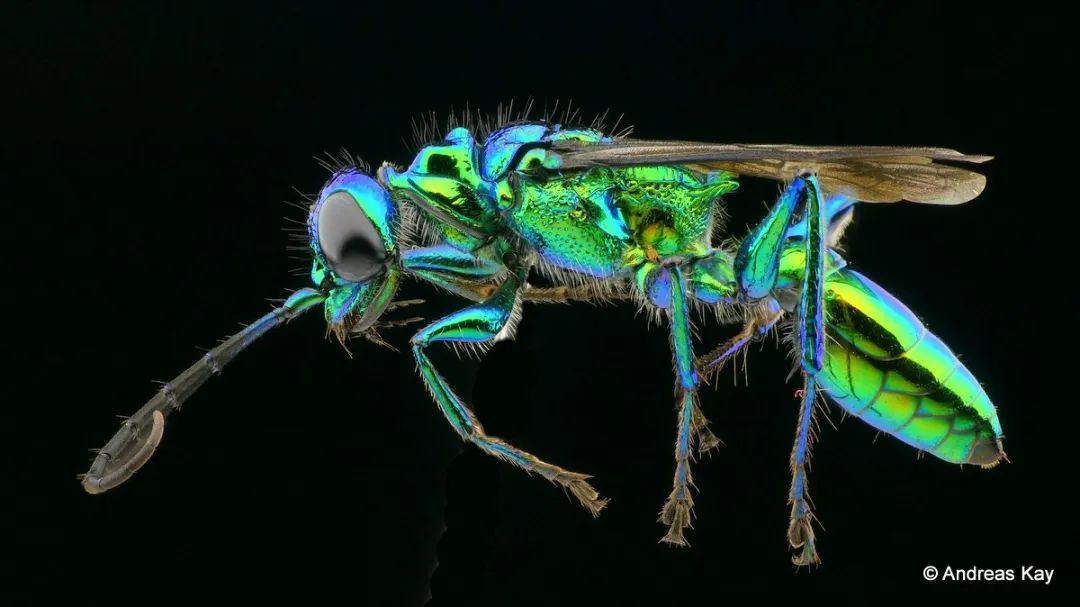 今年八月,研究又发现,扁头泥蜂的幼虫不仅仅是钻进蟑螂体内吃掉心脏