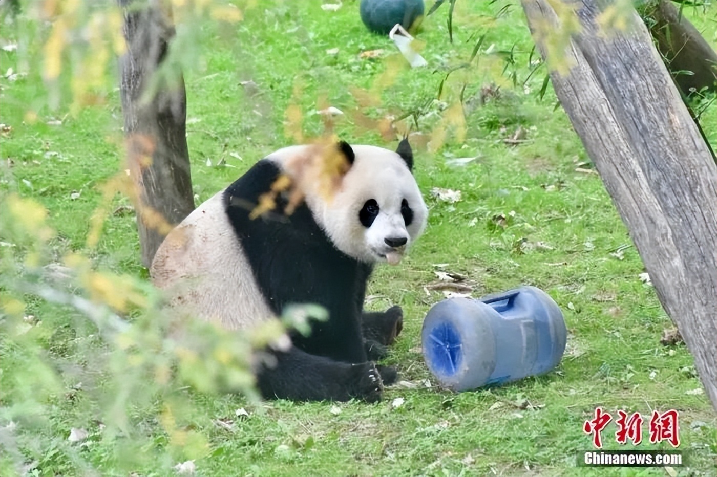 美国民众依依惜别，旅美大熊猫“美香”一家回国了_中国外交部_华盛顿_保护