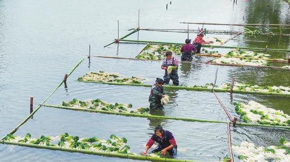 湖南永州道县：小藠头助增收