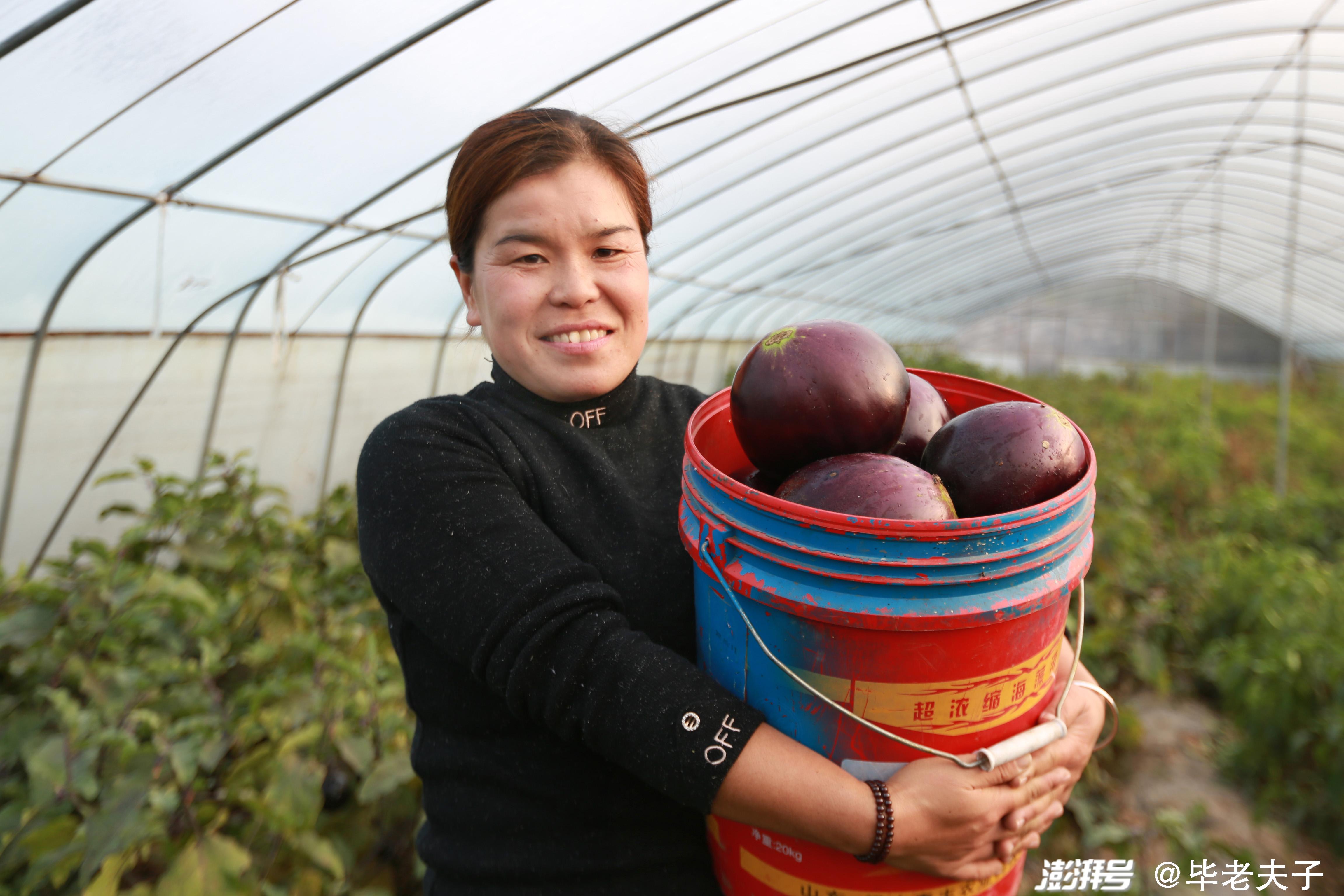 茄子竟长在树上 洪山区的这家公司首创茄子栽培新模式_要闻_新闻中心_长江网_cjn.cn