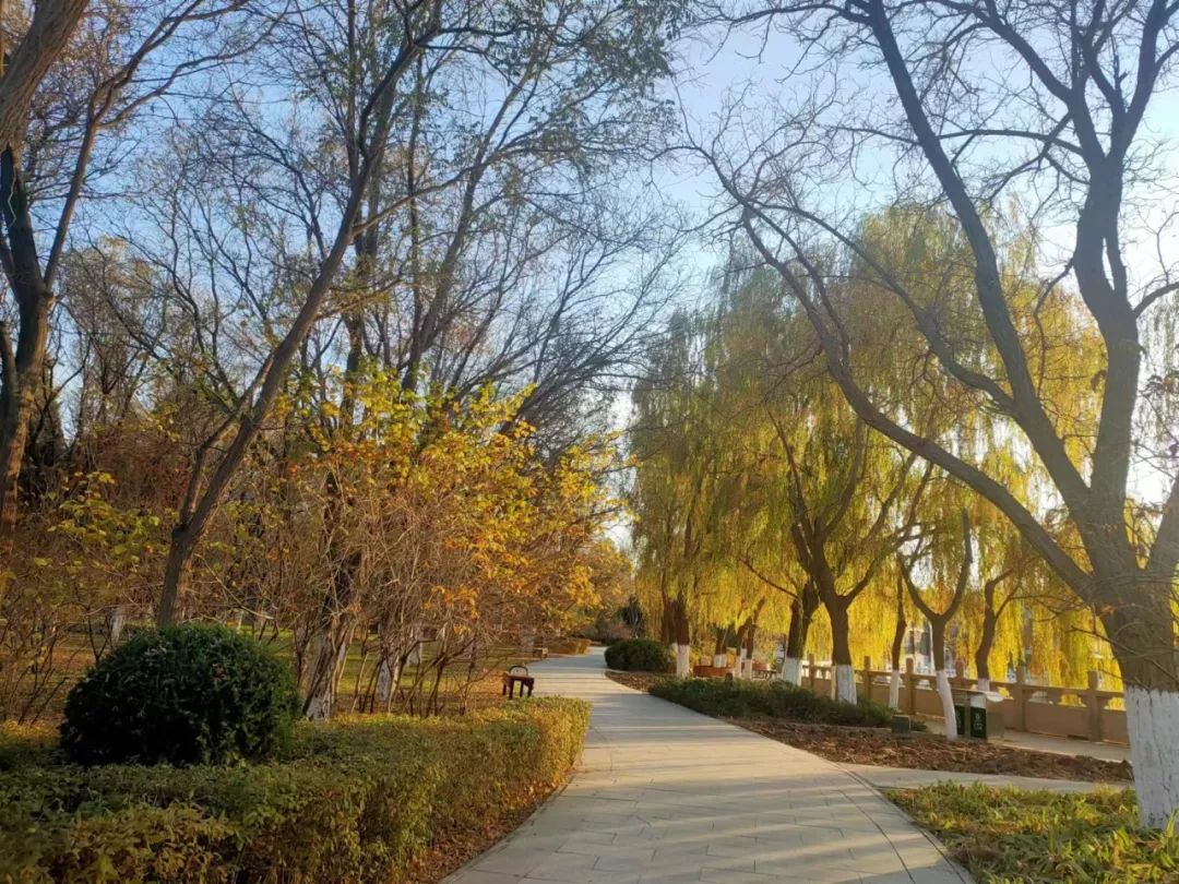 【金昌】初冬的一抹色彩——金川公园_澎湃号·媒体_澎湃新闻-the