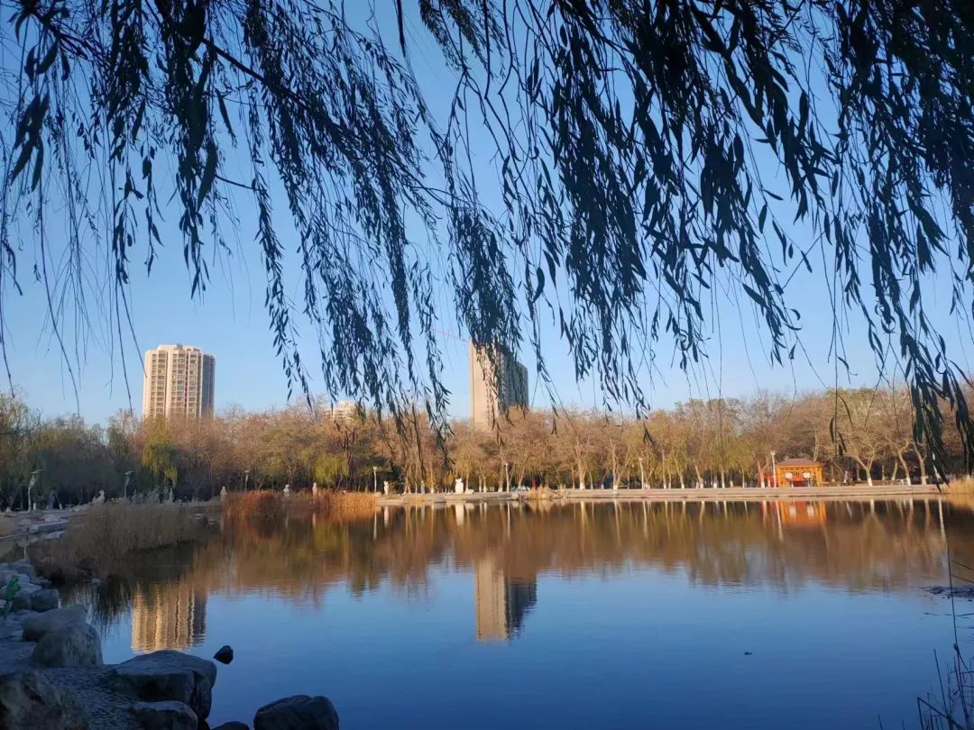 【金昌】初冬的一抹色彩——金川公园_澎湃号·媒体_澎湃新闻-the