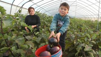 河南安阳：茄子丰硕，农民增收