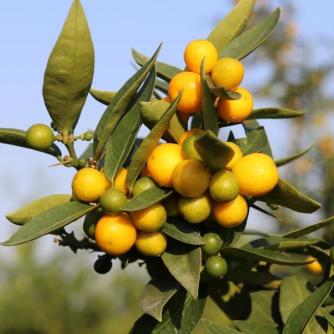 近日,古井镇龙桔基地的龙桔成熟了,漫山遍野的龙桔树上挂满了金黄色的