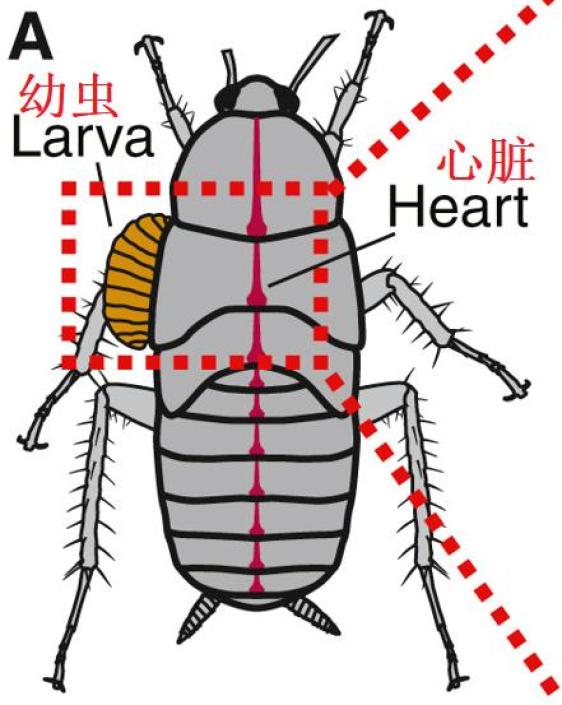 蟑螂身体结构图片