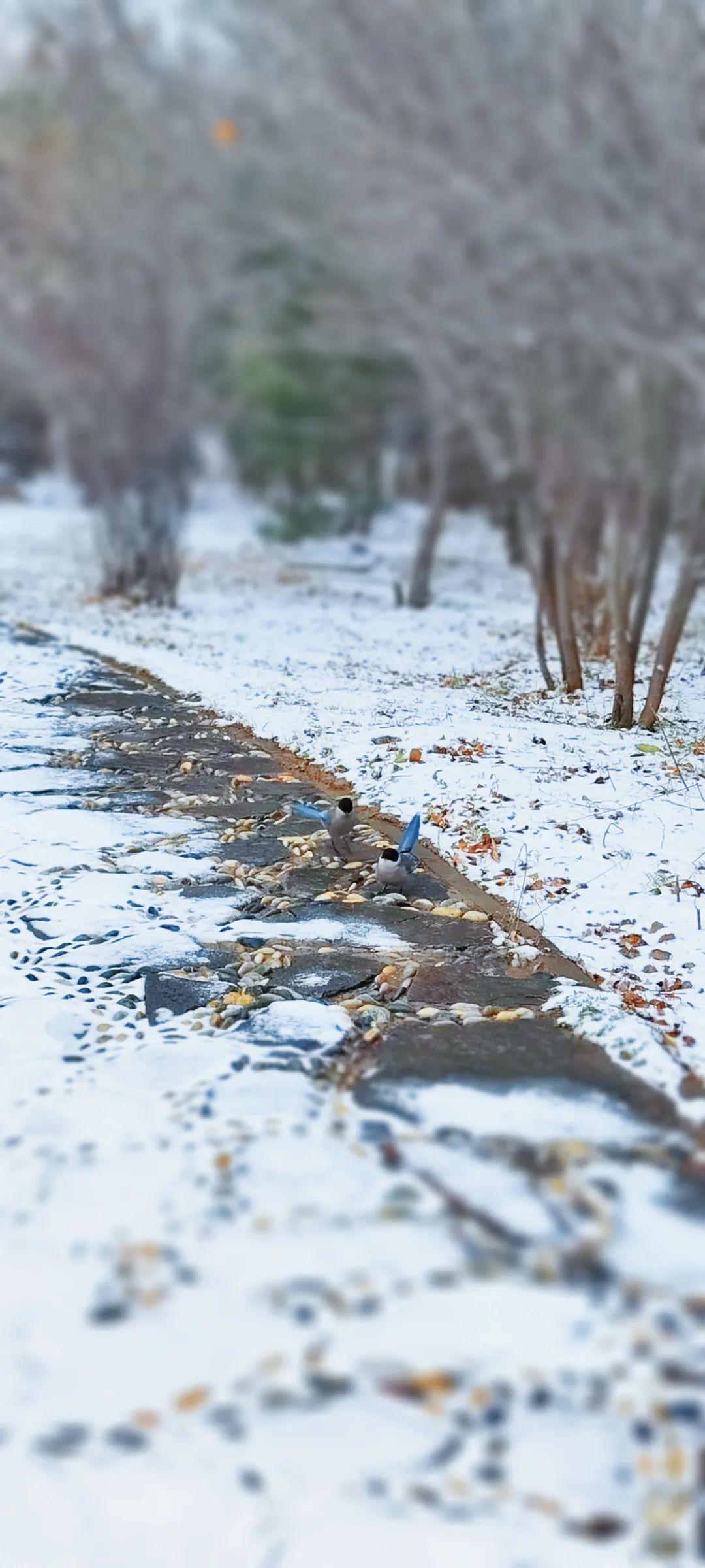 西宁雪景图片