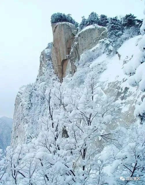 华山雾凇图片