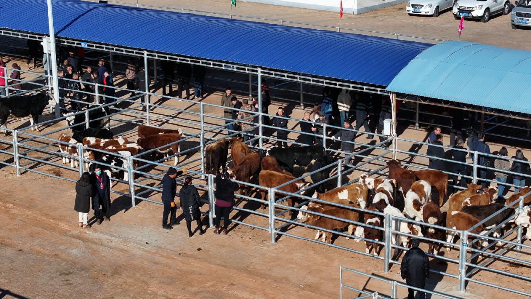 鄂托克前旗:牲畜交易市场行情活跃 牛羊交易忙_澎湃号·政务_澎湃新闻