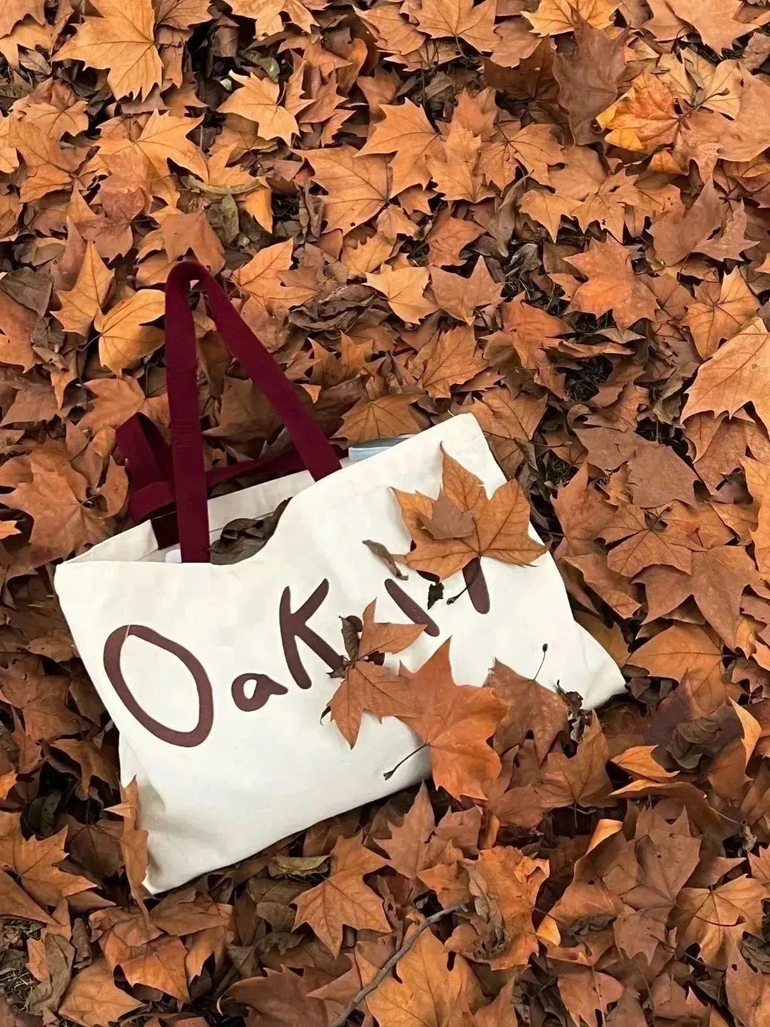 小布摄影团丨秋意浓郁的上海,串联起整个美拉德色系_澎湃号·媒体