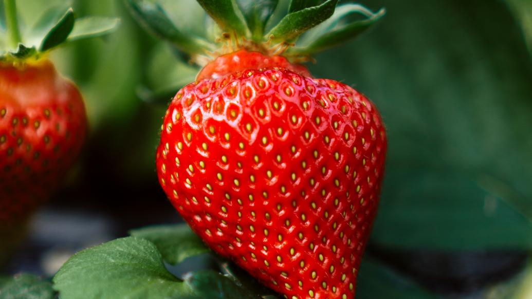 知耕研选｜种子繁殖vs脱毒苗繁殖：草莓繁殖方式的变与不变