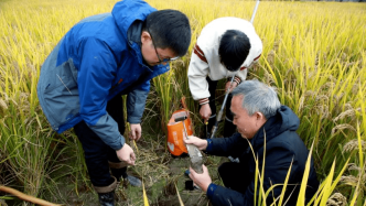 绿会生态振兴基金专家团队在丹江口基地进行测产取土