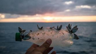 神秘的太平洋垃圾带竟是生命绿洲？