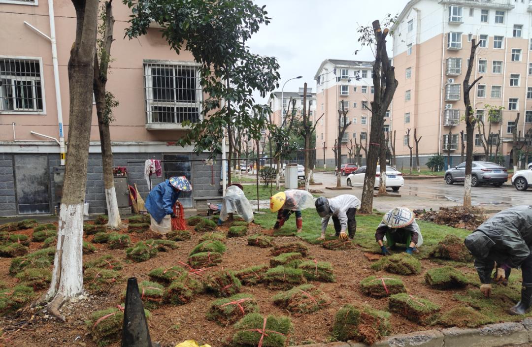 铺设草皮20000余平方米!