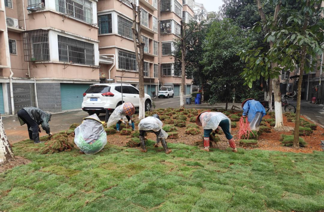 铺设草皮20000余平方米!