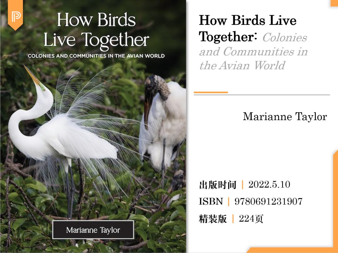 小雪| 鸟类也会“交朋友”：一起捕猎觅食，一起抱团取暖