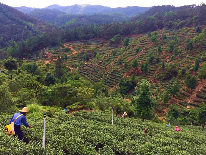 鹤山这个镇用特色产业带动乡村振兴"加速跑"_澎湃号·政务_澎湃新闻