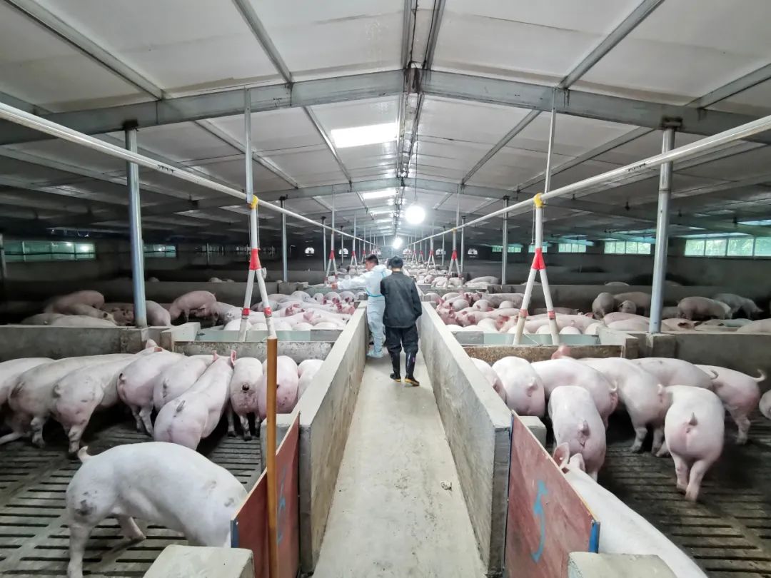 重庆城口：养猪收入上百万 成为致富带头人--专题集