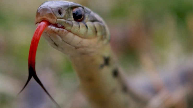 蛇为什么总吐舌头？和狗狗一样，是在用舌头散热吗？